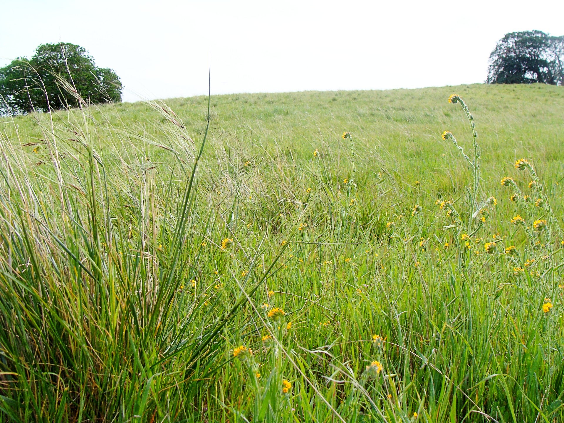 The No Tech Way To Preserve Californias State Grass Ucr News Uc Riverside 7303